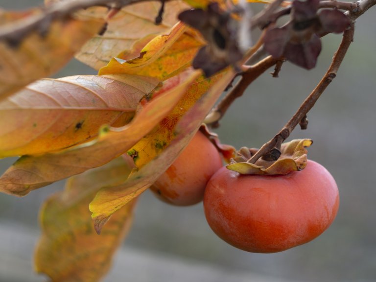 Tomel (Diospyros kaki) Tomel (Diospyros kaki)