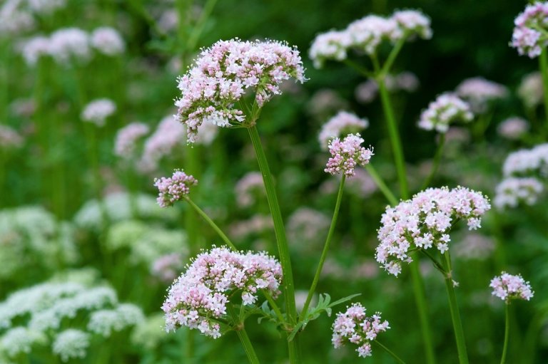 10 bylin proti podzimní depresi, únavě a stresu: Kozlík lékařský (Valeriana officinalis) pomáhá při stavech úzkosti, stresu a přepracování 10 bylin proti podzimní depresi, únavě a stresu: Kozlík lékařský (Valeriana officinalis) pomáhá při stavech úzkosti, stresu a přepracování