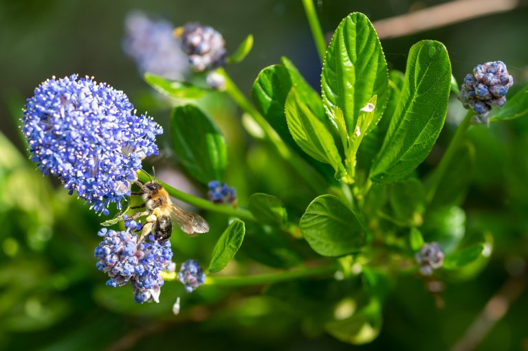 Latnatec, zpododěr (Ceanothus) Latnatec, zpododěr (Ceanothus)
