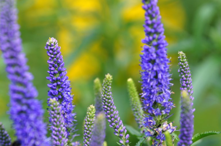 Rozrazil klasnatý (Veronica spicata) Rozrazil klasnatý (Veronica spicata)