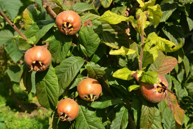 Mišpule obecná (Mespilus germanica) Mišpule obecná (Mespilus germanica)