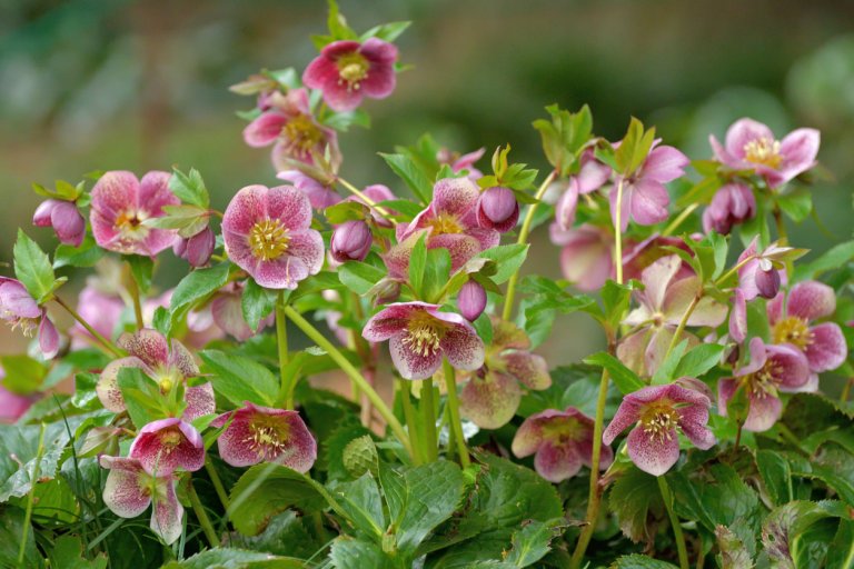 Čemeřice černá (Helleborus niger) Čemeřice černá (Helleborus niger)