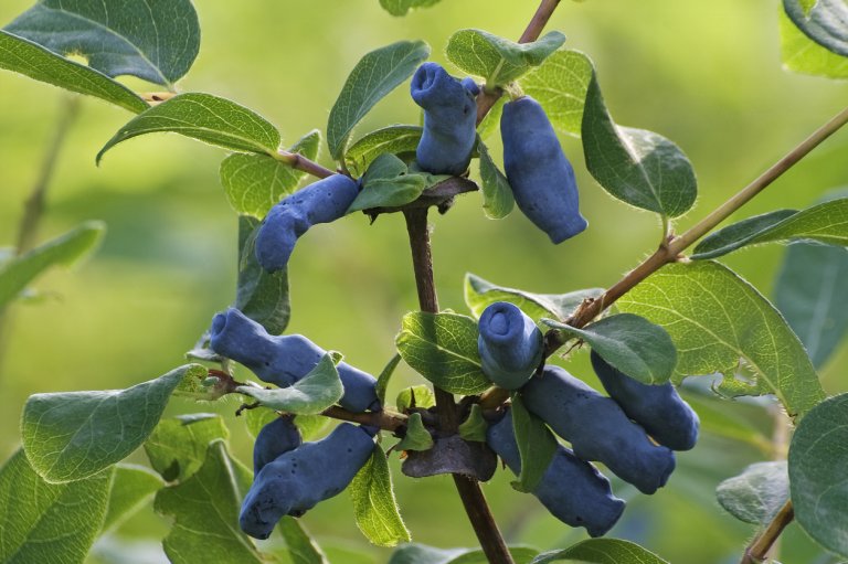 Zimolez, kamčatské borůvky (Lonicera caerulea) Zimolez, kamčatské borůvky (Lonicera caerulea)