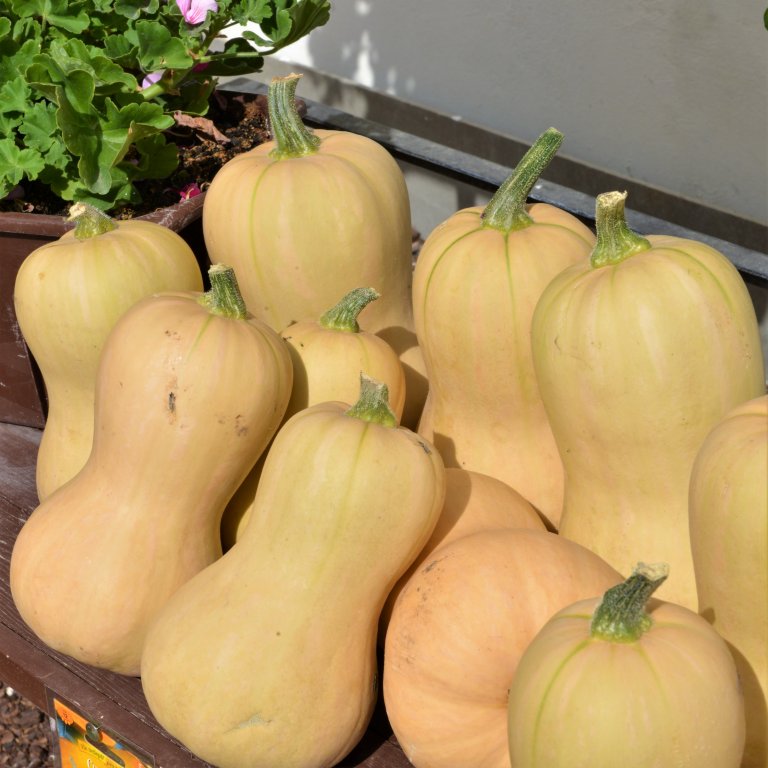 DÝNĚ MÁSLOVÁ : tykev muškátová Liscia, velmi raná odrůda typu butternut s hruškovitým podlouhlým plodem DÝNĚ MÁSLOVÁ : tykev muškátová Liscia, velmi raná odrůda typu butternut s hruškovitým podlouhlým plodem