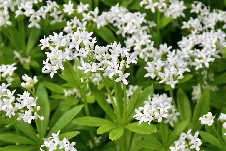 10 bylin proti podzimní depresi, únavě a stresu: mařinka vonná neboli svízel vonný (Galium odoratum) 10 bylin proti podzimní depresi, únavě a stresu: mařinka vonná neboli svízel vonný (Galium odoratum)