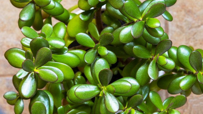 Tlustice (Crassula ovata) Tlustice (Crassula ovata)