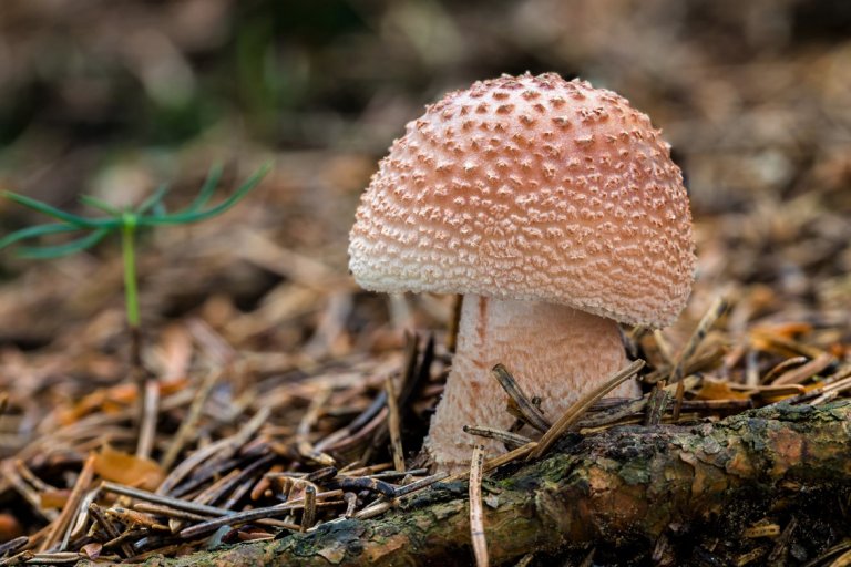 10 nejznámějších hub našich lesů: Muchomůrka růžovka neboli masák (Amanita rubescens) patří mezi naše nejchutnější houby 10 nejznámějších hub našich lesů: Muchomůrka růžovka neboli masák (Amanita rubescens) patří mezi naše nejchutnější houby