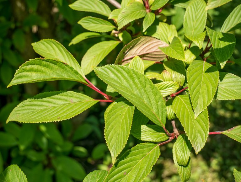 Kalina růžová neboli bodnantská (Viburnum bodnantense) Kalina růžová neboli bodnantská (Viburnum bodnantense)