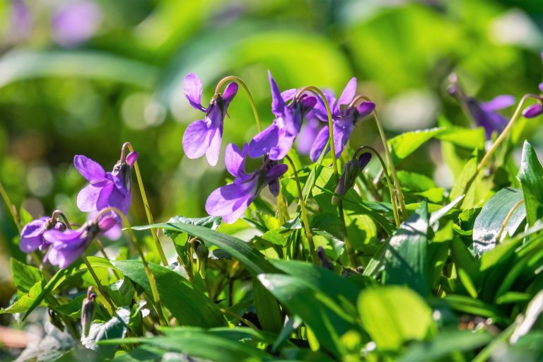 10 bylin proti podzimní depresi, únavě a stresu: violka vonná (Viola odorata), u nás známá jako fialka 10 bylin proti podzimní depresi, únavě a stresu: violka vonná (Viola odorata), u nás známá jako fialka