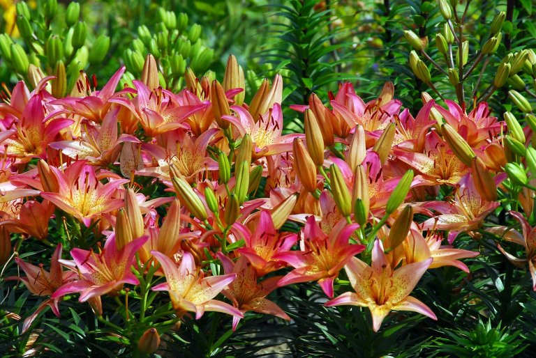 Lilie v zahradě: většinou uprostřed června rozkvétají asijské hybridní lilie; kultivar Pink Pixie® Lilie v zahradě: většinou uprostřed června rozkvétají asijské hybridní lilie; kultivar Pink Pixie®