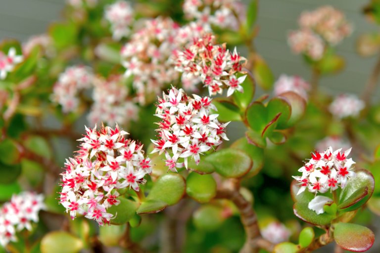 Tlustice (Crassula ovata) Tlustice (Crassula ovata)