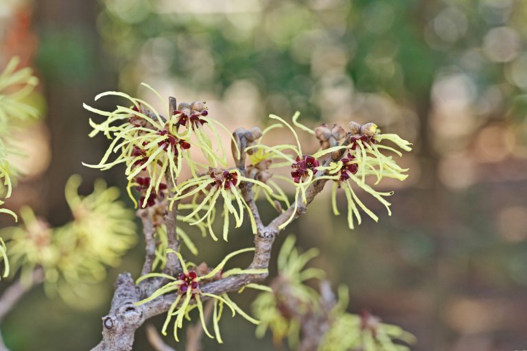 Vilín japonský (Hamamelis japonica) Vilín japonský (Hamamelis japonica)