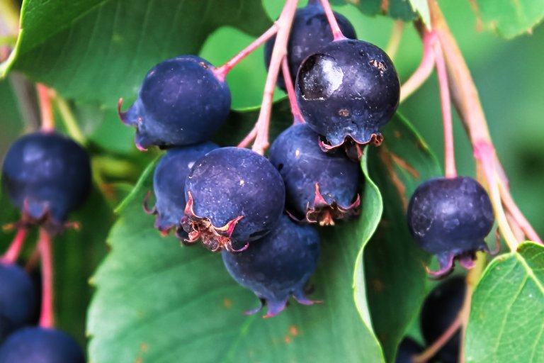 Muchovník (Amelanchier alnifolia) Muchovník (Amelanchier alnifolia)