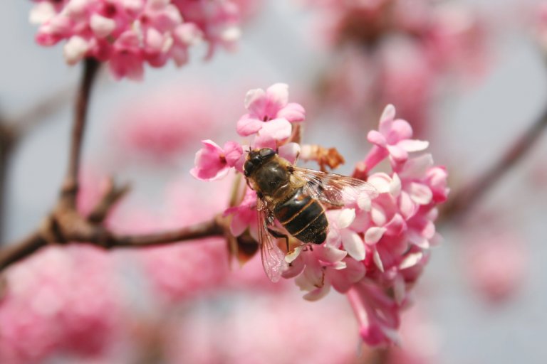 Kalina růžová neboli bodnantská (Viburnum bodnantense) Kalina růžová neboli bodnantská (Viburnum bodnantense)