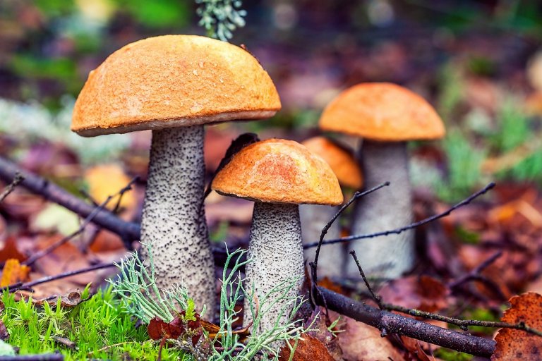 10 nejznámějších hub našich lesů: křemenáč osikový (Leccinum aurantiacum) je nejběžnější druh křemenáče u nás 10 nejznámějších hub našich lesů: křemenáč osikový (Leccinum aurantiacum) je nejběžnější druh křemenáče u nás