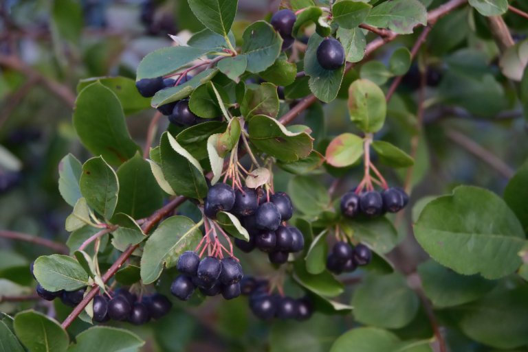 Černý jeřáb, temnoplodec (Aronia melanocarpa) Černý jeřáb, temnoplodec (Aronia melanocarpa)