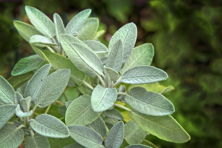 Objevte svůj zahradnický talent podle dne narození: kdo se narodil ve čtvrtek, ten si zahradničení moc neužívá, na milost bere aromatické byliny jako je šalvěj Objevte svůj zahradnický talent podle dne narození: kdo se narodil ve čtvrtek, ten si zahradničení moc neužívá, na milost bere aromatické byliny jako je šalvěj