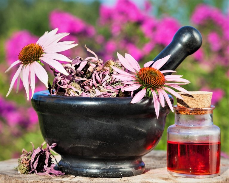 ECHINACEA: z devíti druhů jsou léčivé tři - třapatkovka nachová, třapatkovka úzkolistá a třapatkovka bledá ECHINACEA: z devíti druhů jsou léčivé tři - třapatkovka nachová, třapatkovka úzkolistá a třapatkovka bledá