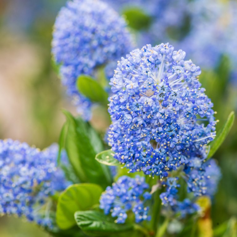 Latnatec, zpododěr (Ceanothus) Latnatec, zpododěr (Ceanothus)