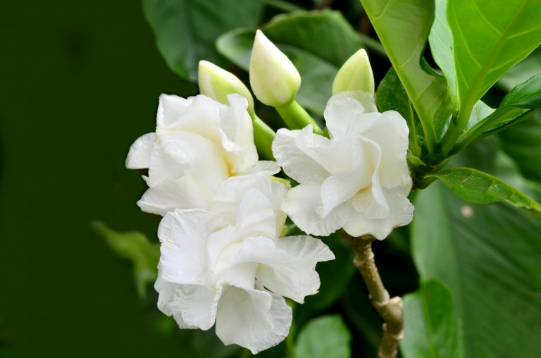 Gardénie Gardénie