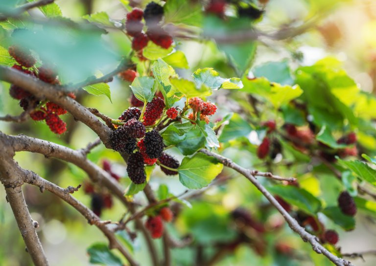 Moruše černá (Morus nigra) Moruše černá (Morus nigra)