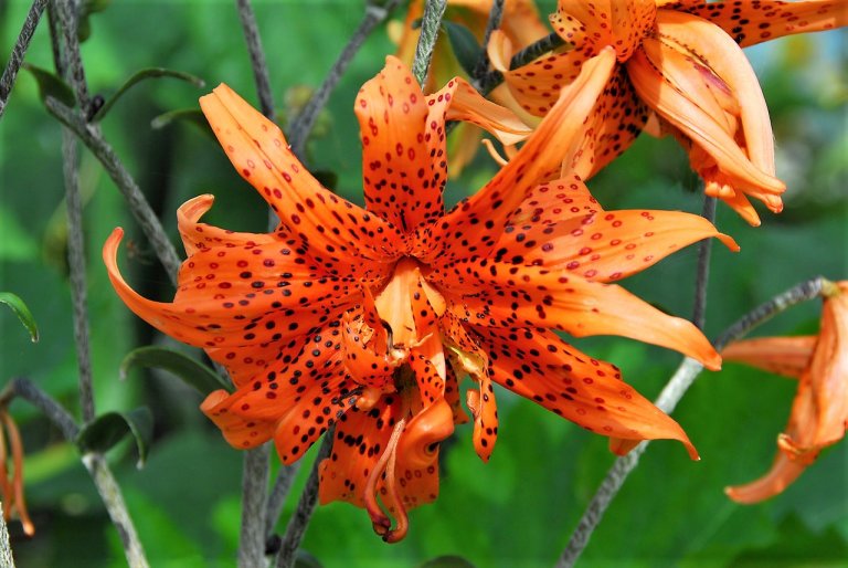 Lilie v zahradě: na začátku září se objevují květy hybridní lilie druhu speciosum neboli lilie nádherné; kultivar Flore Pleno Lilie v zahradě: na začátku září se objevují květy hybridní lilie druhu speciosum neboli lilie nádherné; kultivar Flore Pleno