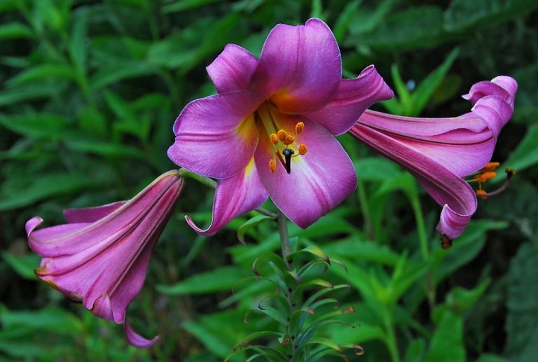 Lilie v zahradě: na přelomu června a července rozkvétají trubkovité (trumpetové) hybridy lilií; kultivar Pink Perfection Lilie v zahradě: na přelomu června a července rozkvétají trubkovité (trumpetové) hybridy lilií; kultivar Pink Perfection