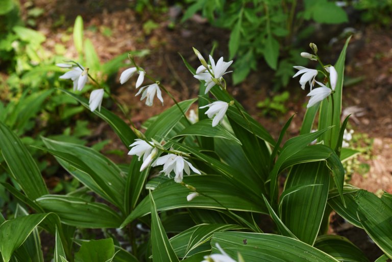 Orchidej vzpřímená (Bletilla Striata) Orchidej vzpřímená (Bletilla Striata)