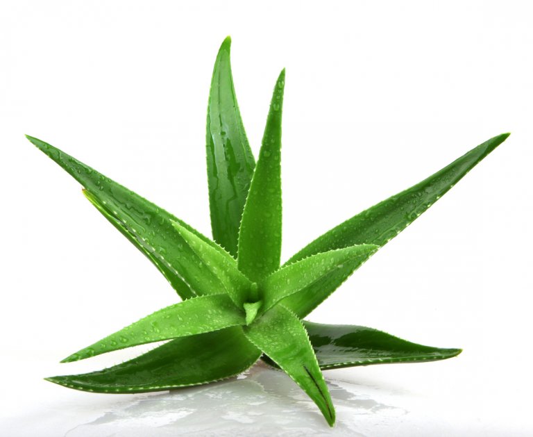 Aloe Aloe