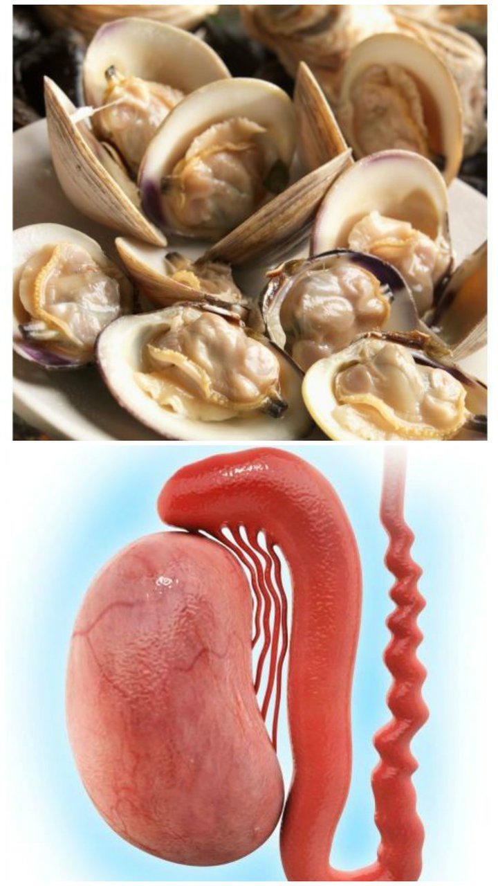 potraviny škeble potraviny škeble