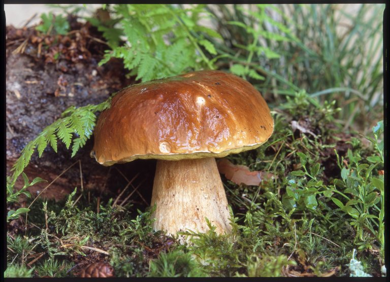 Hřib dubový/Boletus reticulatus Hřib dubový/Boletus reticulatus