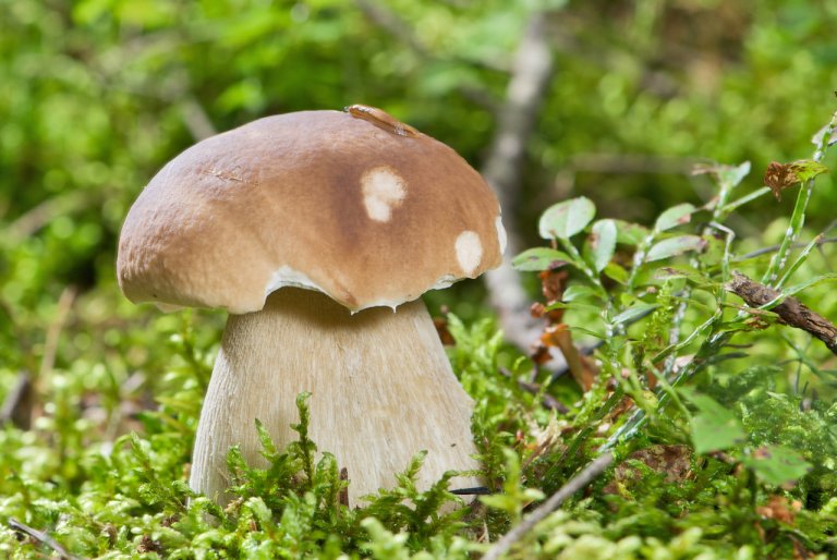 Hřib smrkový Hřib smrkový