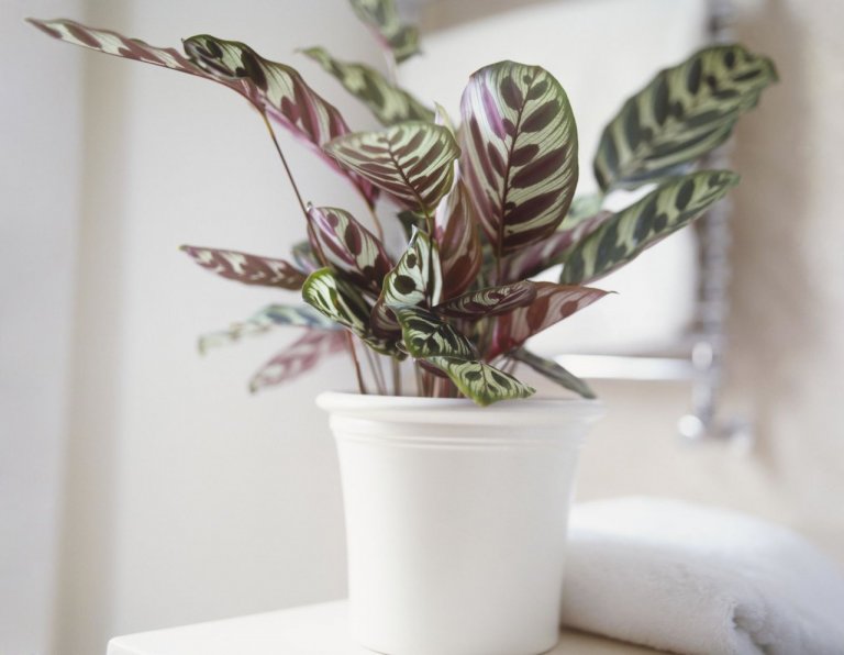 Calathea Je mnoho druhů calathey, liší se vzorováním listů, některé jsou bílé, jiné žluté, některé až do růžova, přičemž listy jsou úzké, zelené a zvlněné. Při pěstování calathey je nejdůležitější zvýšená vlhkost vzduchu a půdy Calathea Je mnoho druhů calathey, liší se vzorováním listů, některé jsou bílé, jiné žluté, některé až do růžova, přičemž listy jsou úzké, zelené a zvlněné. Při pěstování calathey je nejdůležitější zvýšená vlhkost vzduchu a půdy