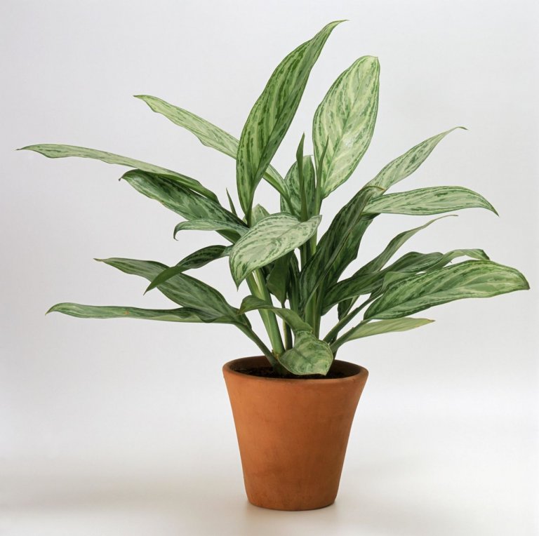 Aglaonema Tato rostlina je oblíbená díky svým listům, které vypadají téměř dokonale. Přestože je aglaonemě dobře i na přímém světle, daří se jí dobře v polostínu i stínu, je tedy velmi nenáročná. Listy na sobě mají stříbrné pruhy nebo skvrny Aglaonema Tato rostlina je oblíbená díky svým listům, které vypadají téměř dokonale. Přestože je aglaonemě dobře i na přímém světle, daří se jí dobře v polostínu i stínu, je tedy velmi nenáročná. Listy na sobě mají stříbrné pruhy nebo skvrny