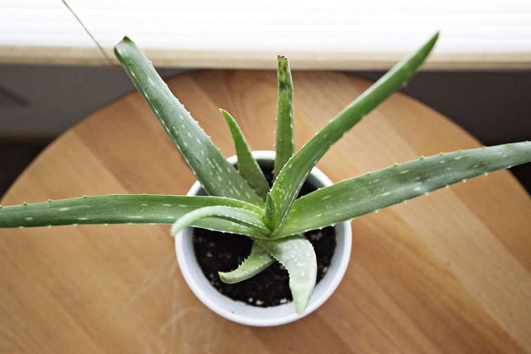 Aloe Aloe