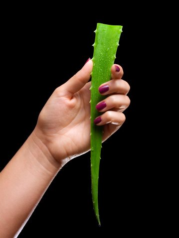 pž aloe vera pž aloe vera