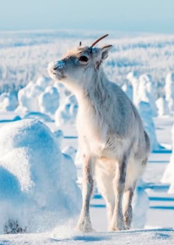 putovani se sobikem iprima